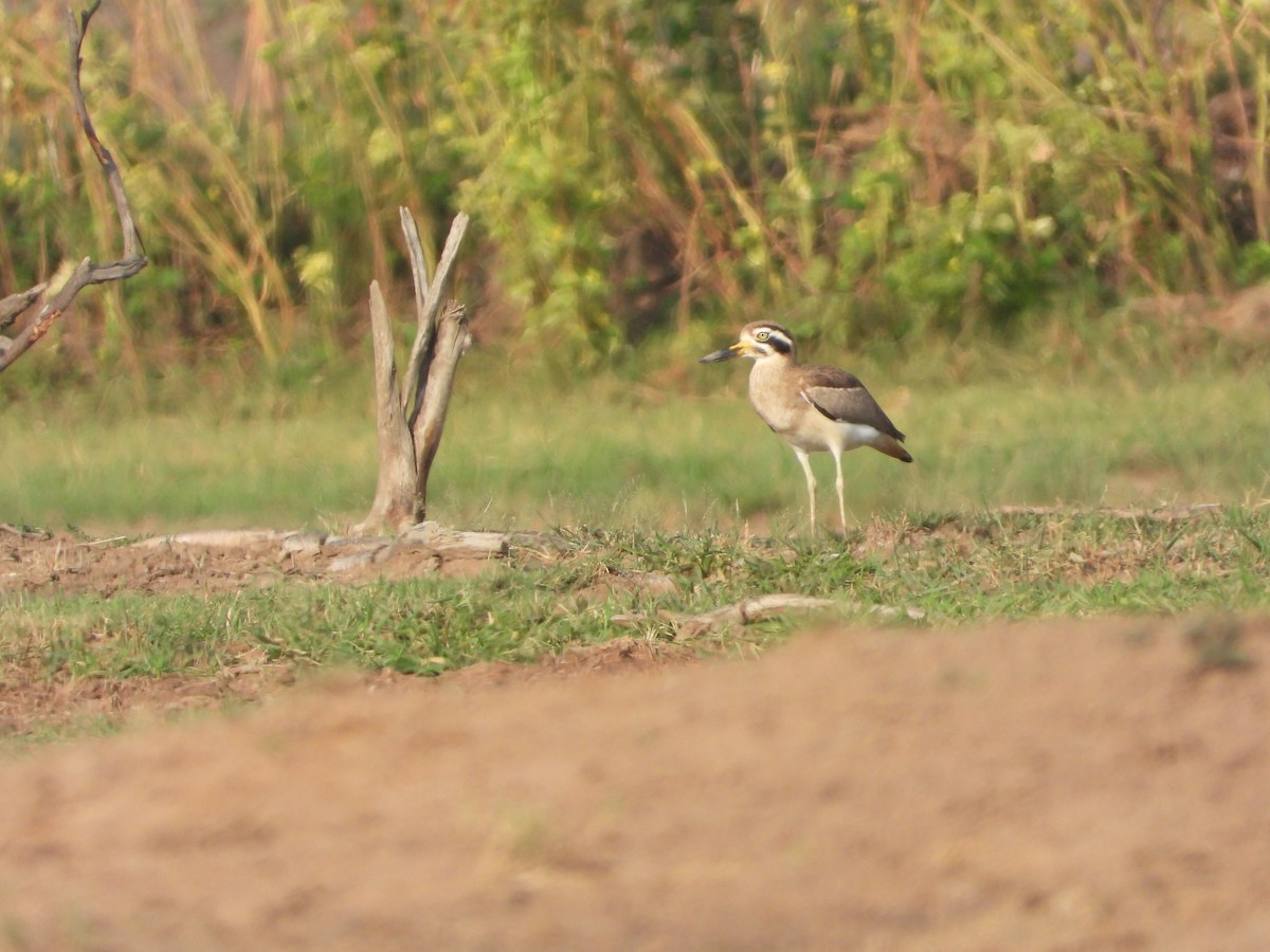 Great Thick-knee - ML643275646