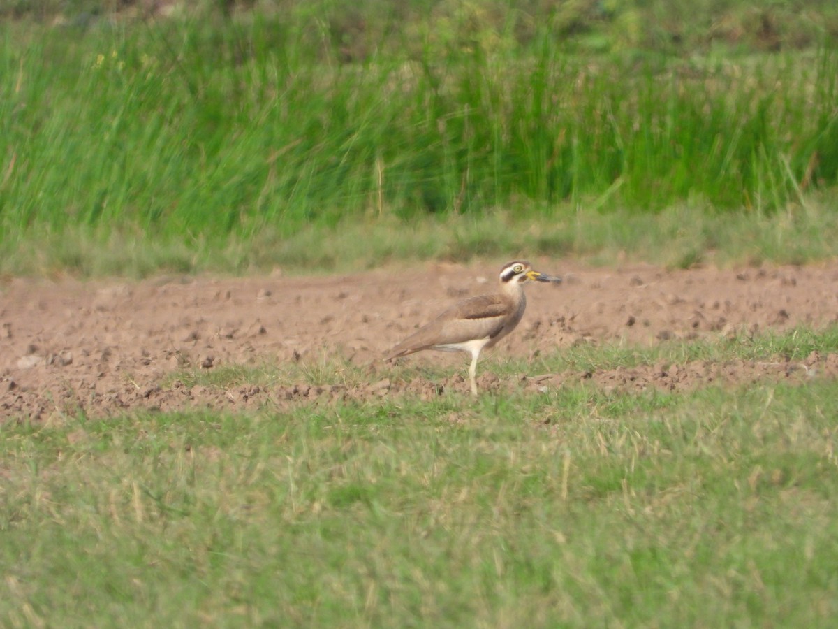 Great Thick-knee - ML643275647