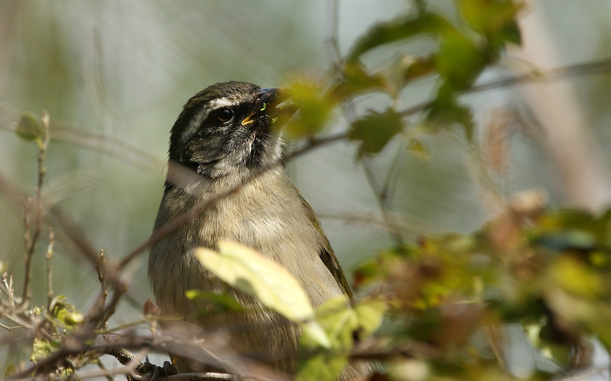 Green-winged Saltator - ML643275650