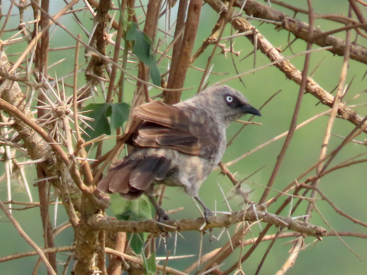 Black-lored Babbler - ML643275654
