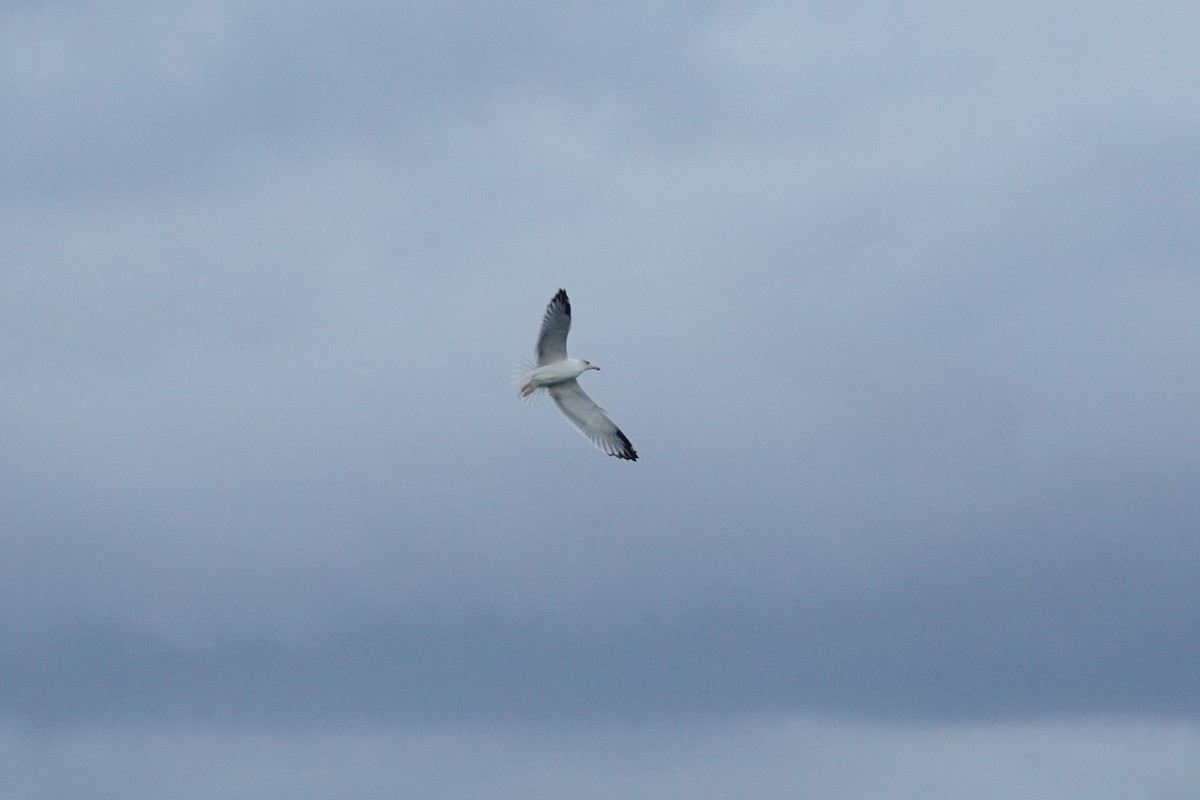 Caspian Gull - ML643275665