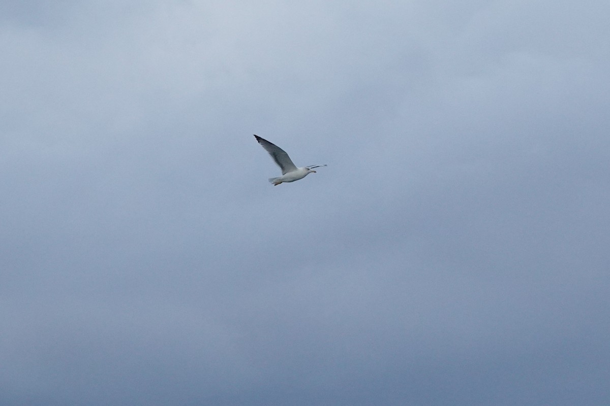 Caspian Gull - ML643275667