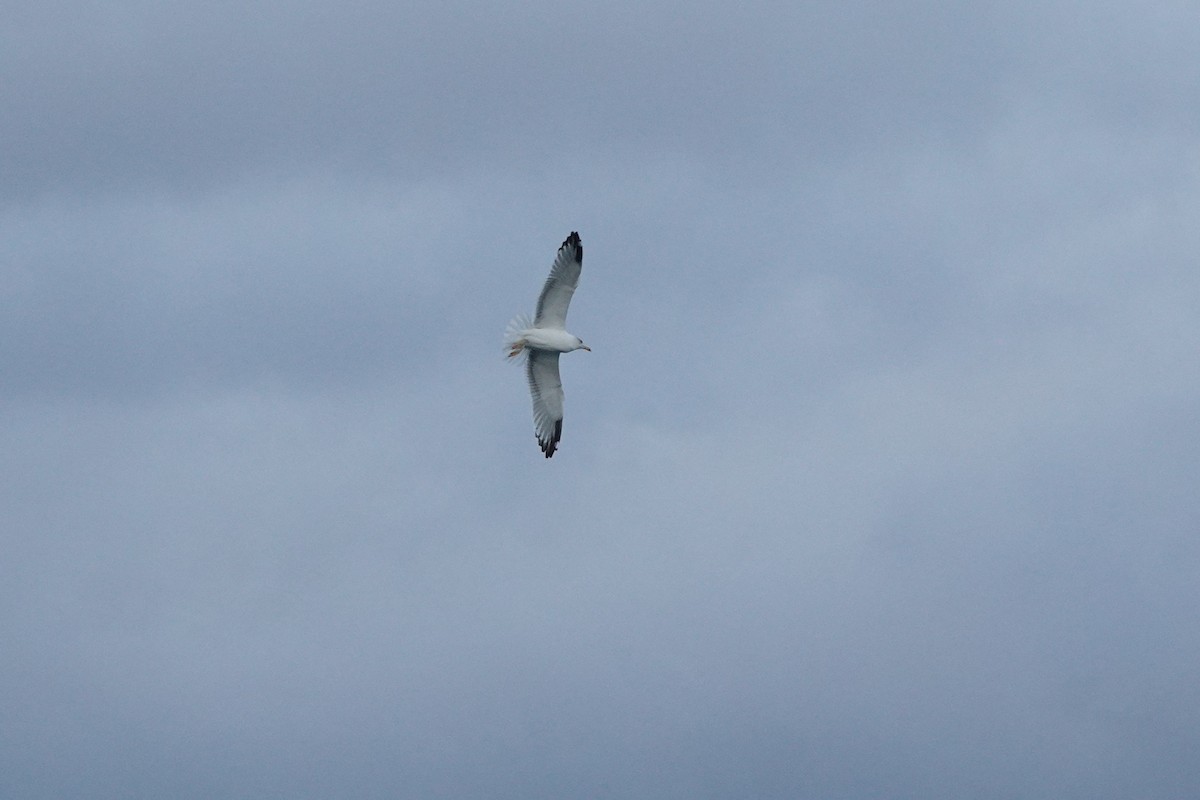 Caspian Gull - ML643275668