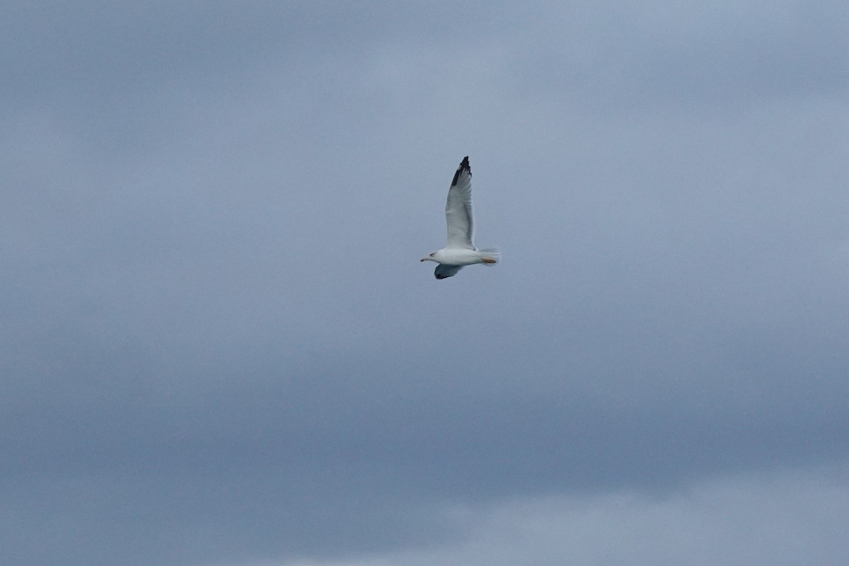Caspian Gull - ML643275669