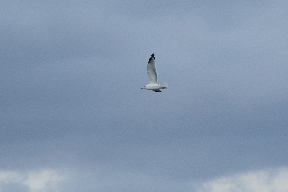 Caspian Gull - ML643275670