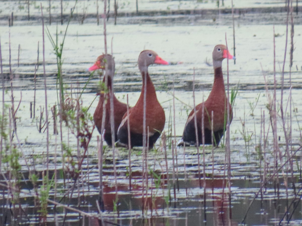 Black-bellied Whistling-Duck - ML643275682