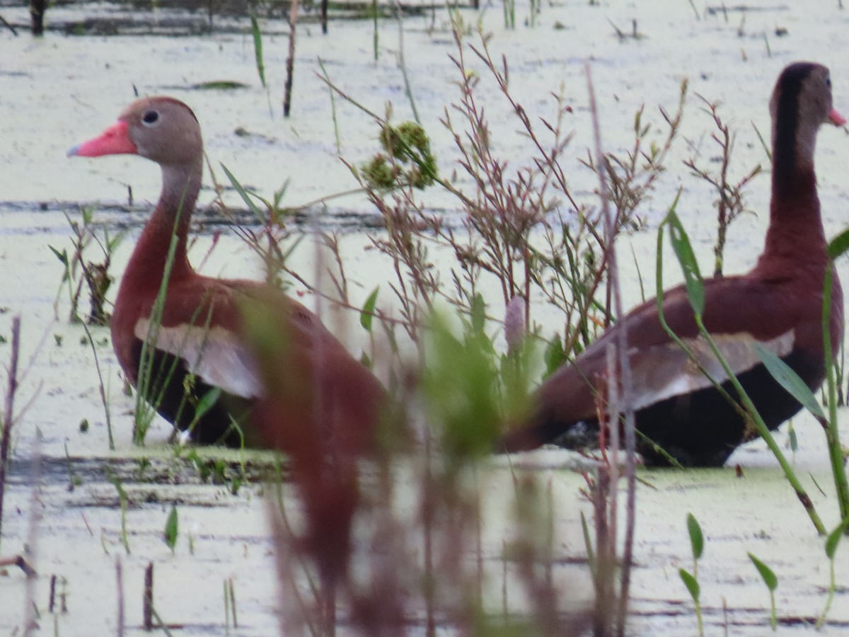 Black-bellied Whistling-Duck - ML643275683