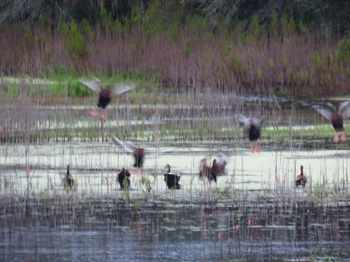 Black-bellied Whistling-Duck - ML643275684