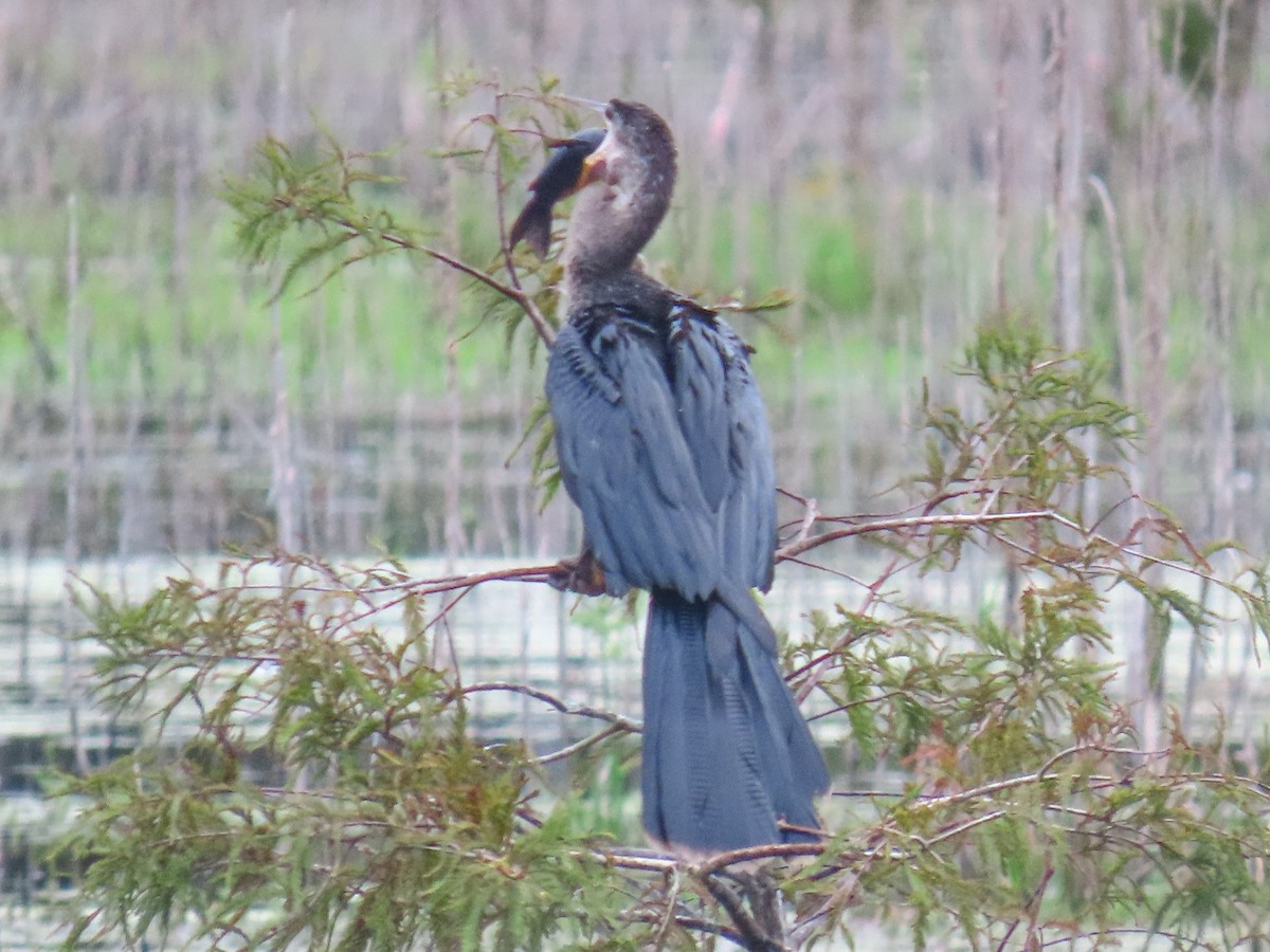 Anhinga - ML643275699
