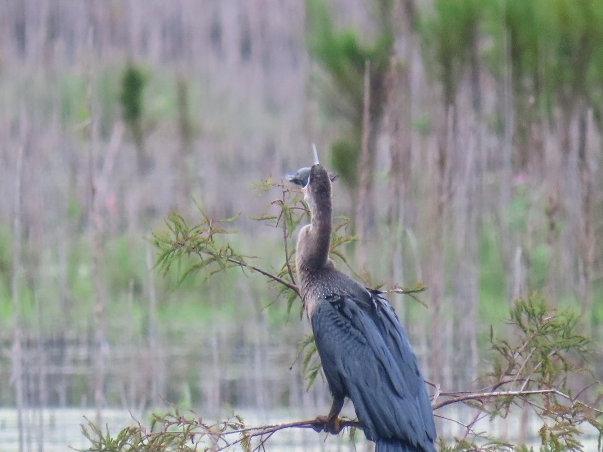 Anhinga - ML643275700