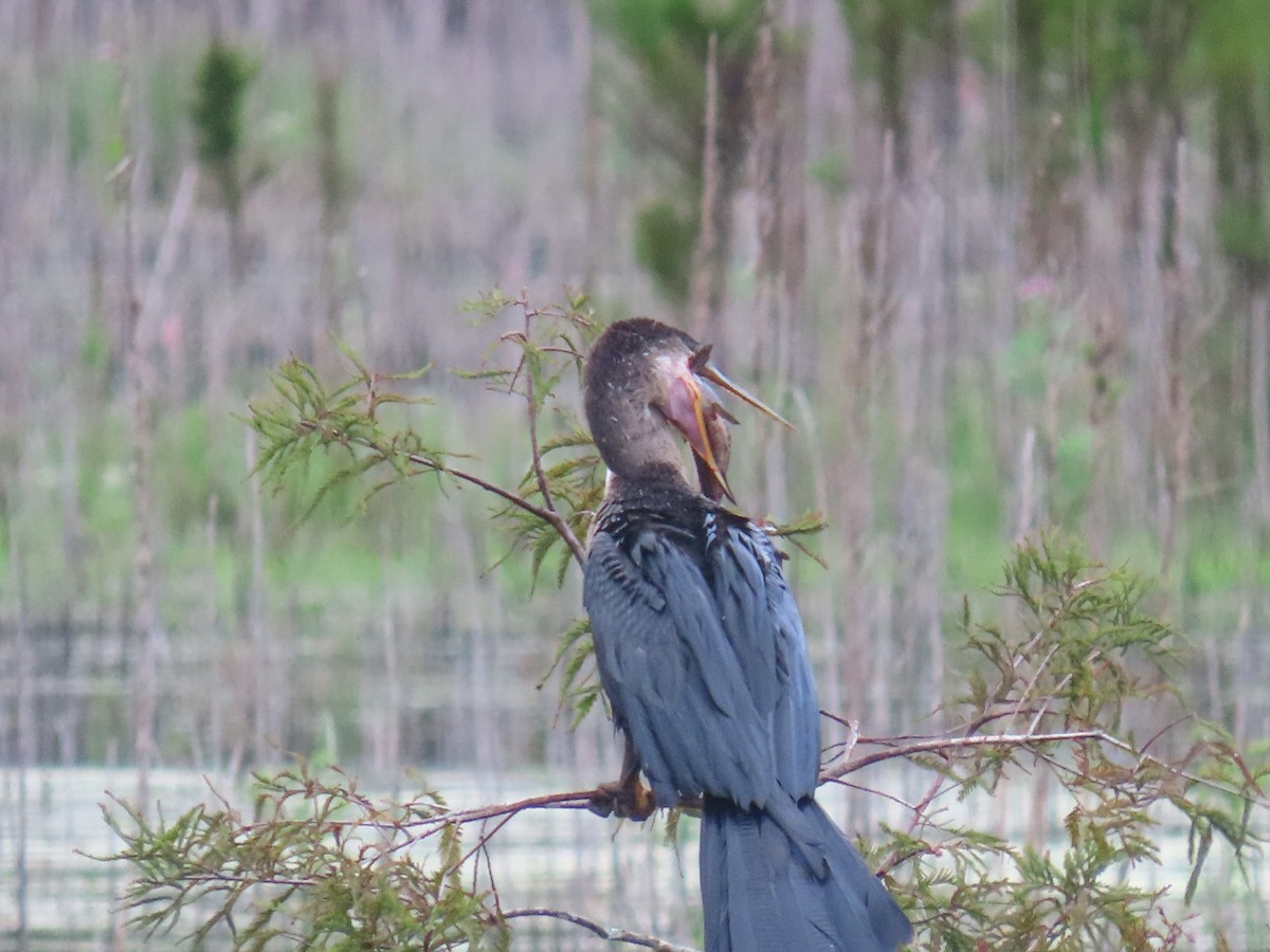 Anhinga - ML643275701