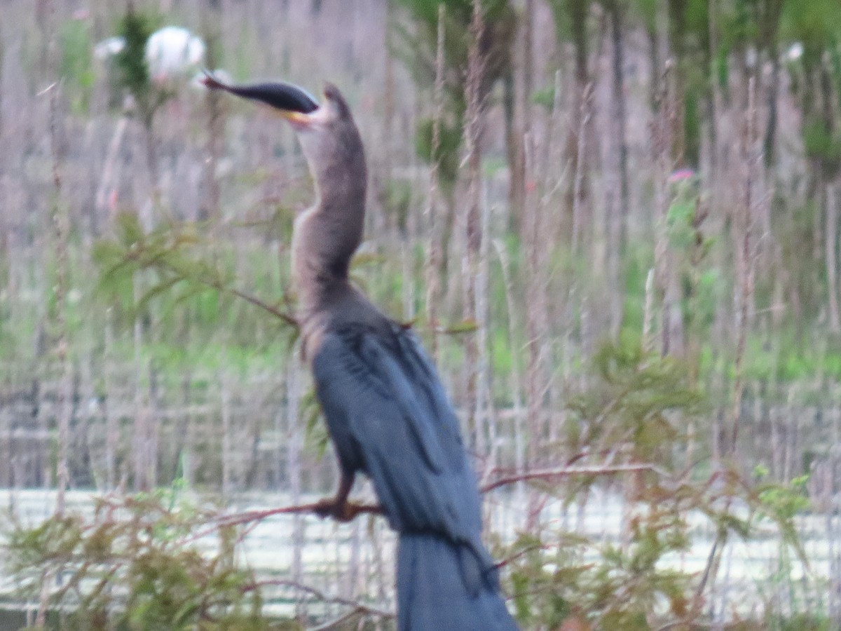 Anhinga - ML643275702