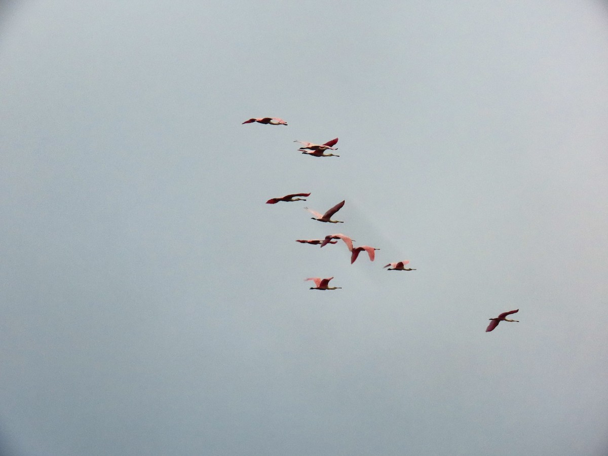 Roseate Spoonbill - ML643275708