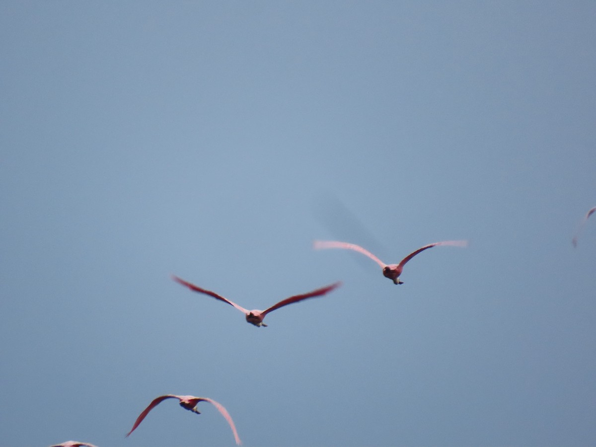 Roseate Spoonbill - ML643275713
