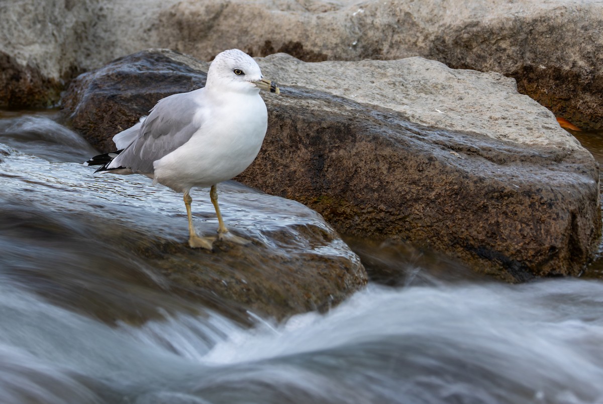 Ring-billed Gull - ML643275716