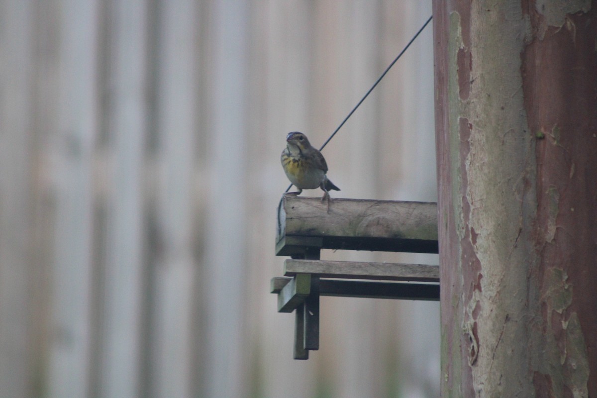 Dickcissel d'Amérique - ML643275719