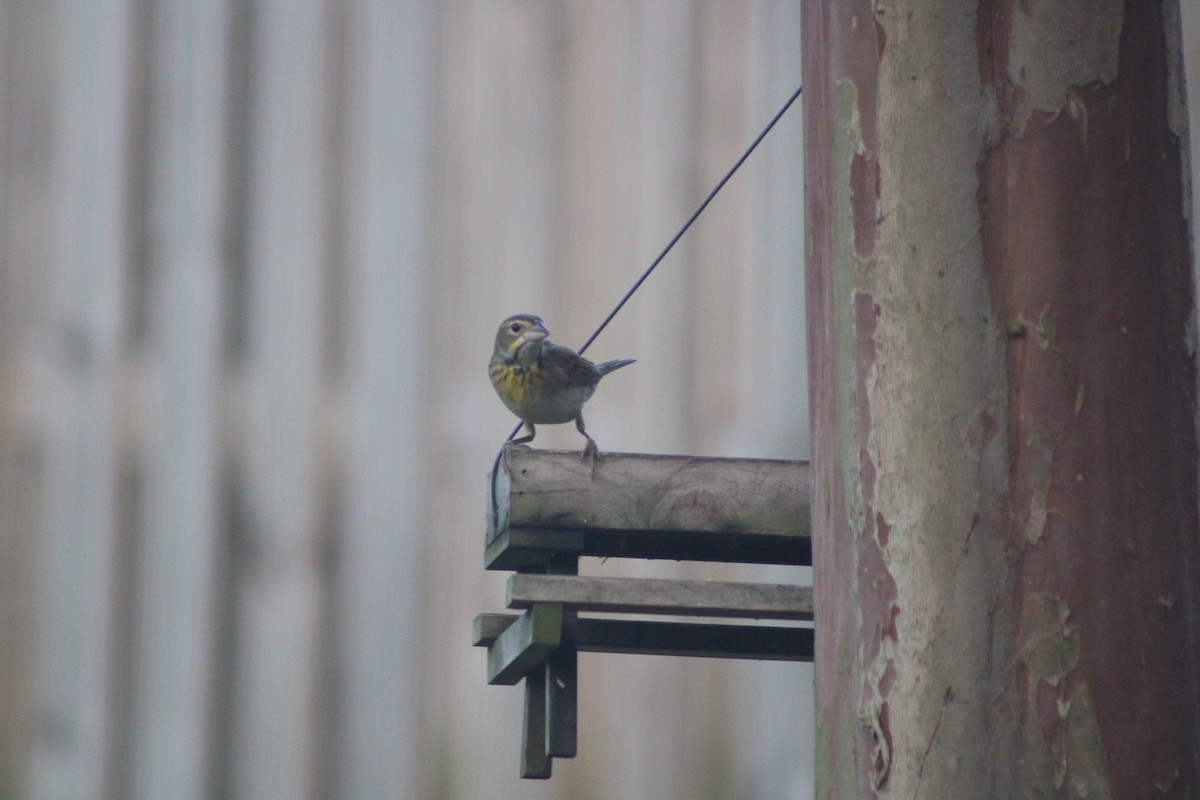 Dickcissel d'Amérique - ML643275721