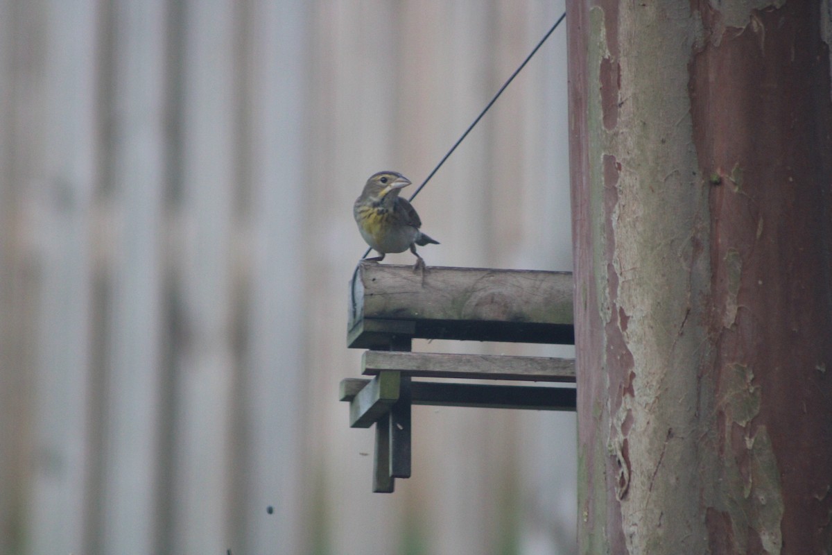 Dickcissel d'Amérique - ML643275722