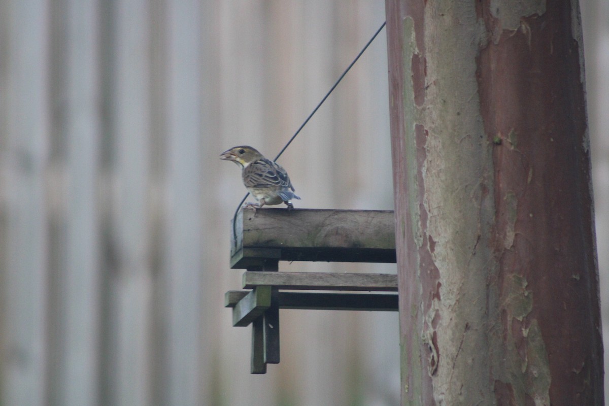 Dickcissel d'Amérique - ML643275723