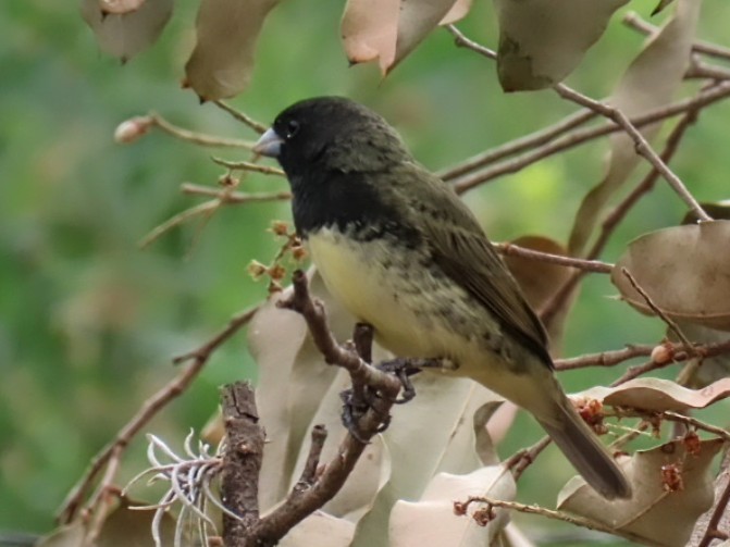 Yellow-bellied Seedeater - ML643275727