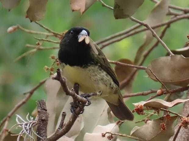 Yellow-bellied Seedeater - ML643275728