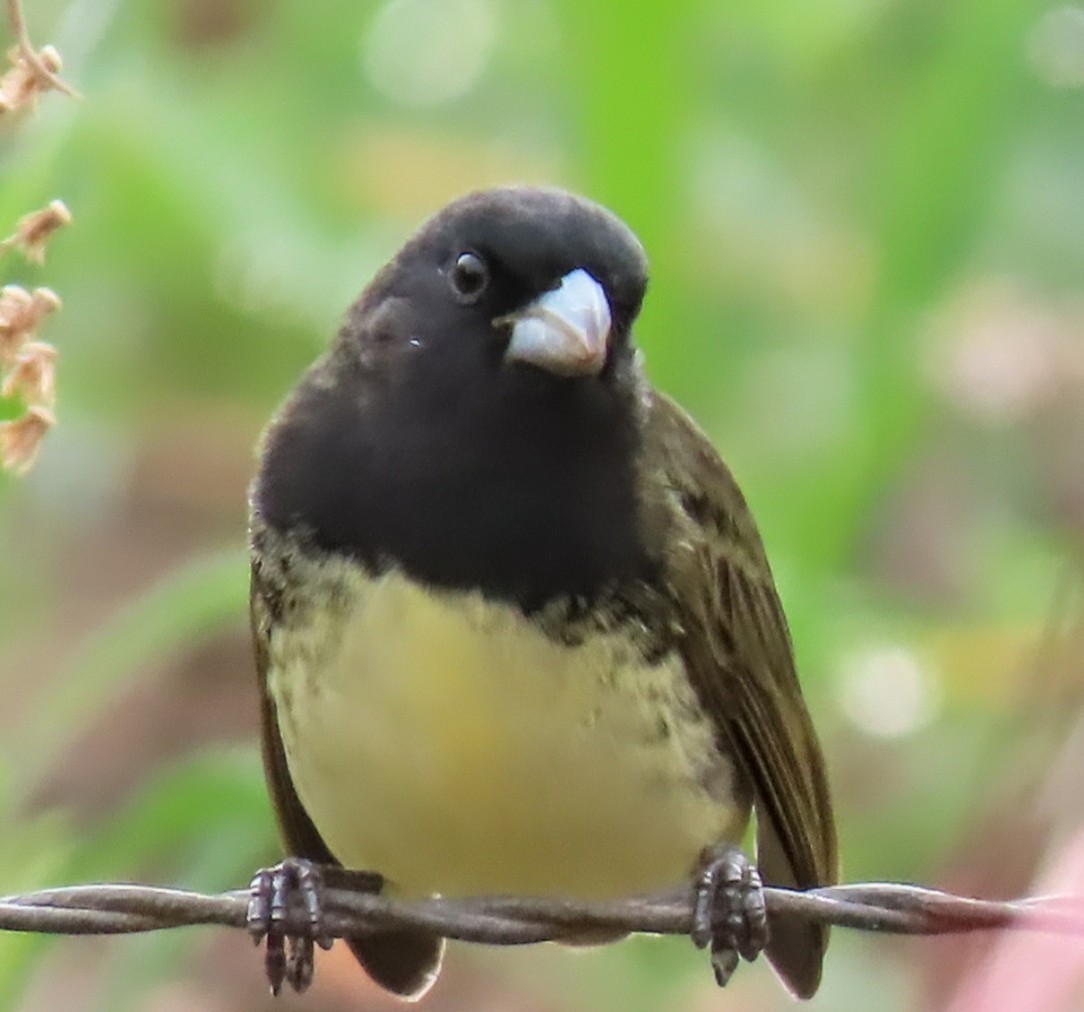 Yellow-bellied Seedeater - ML643275729