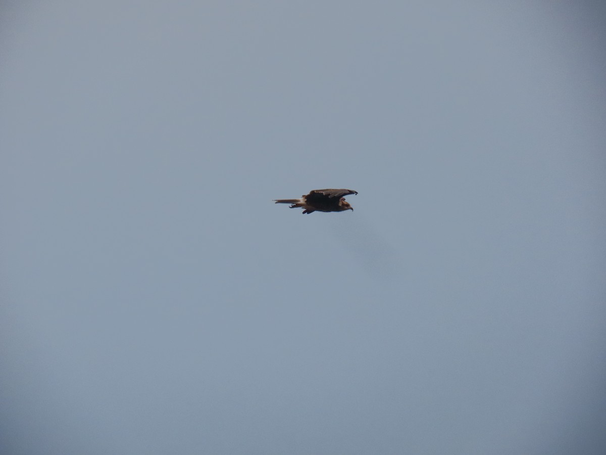 Snail Kite - ML643275731