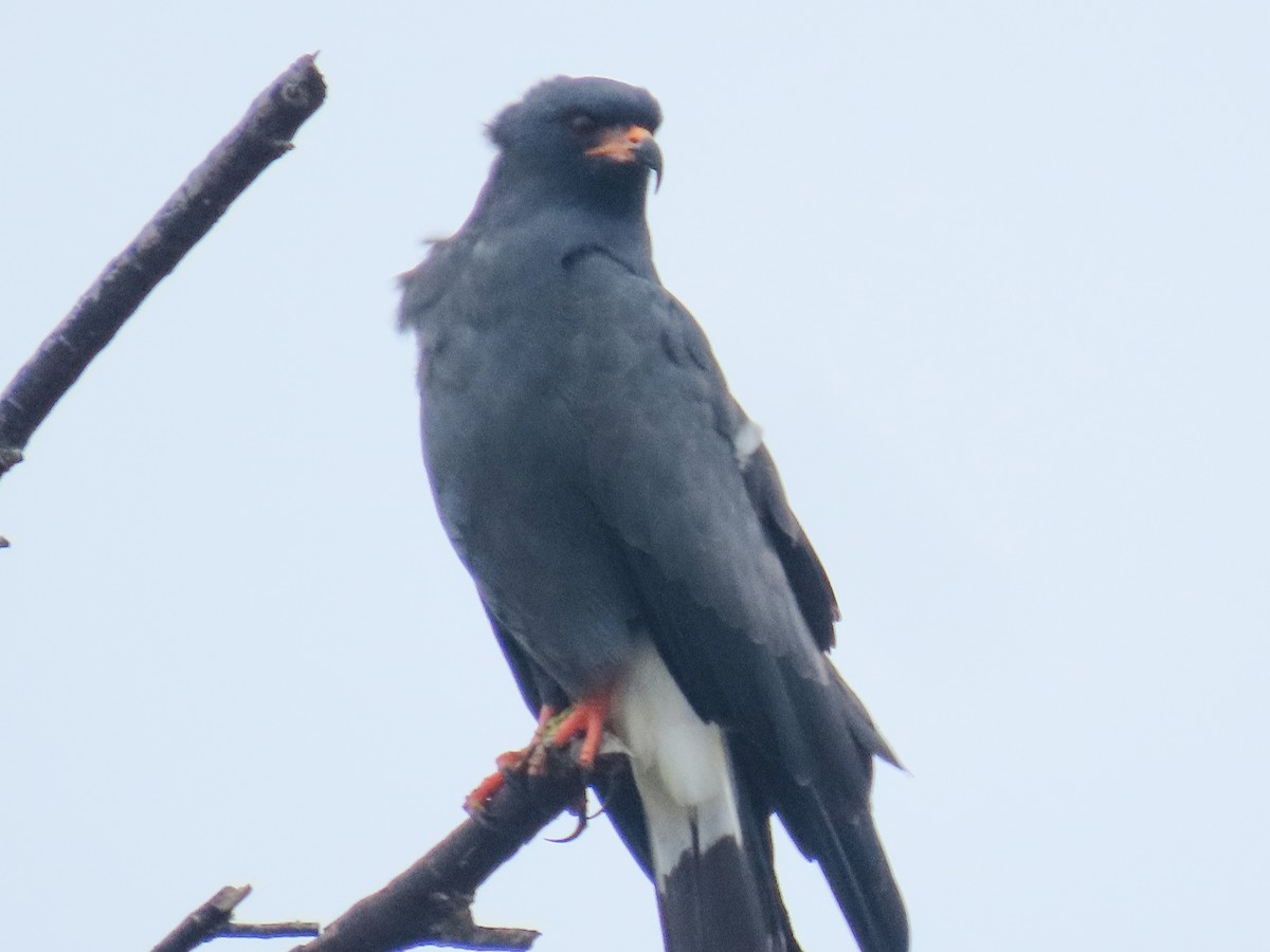 Snail Kite - ML643275732