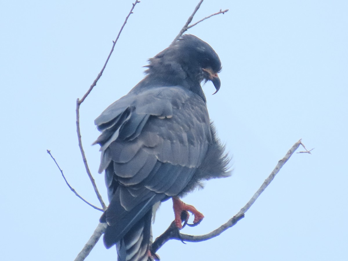 Snail Kite - ML643275733