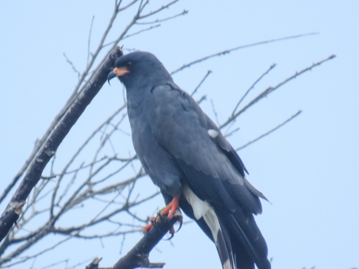 Snail Kite - ML643275734