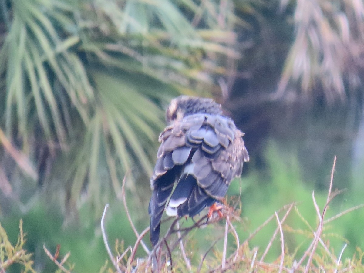 Snail Kite - ML643275735