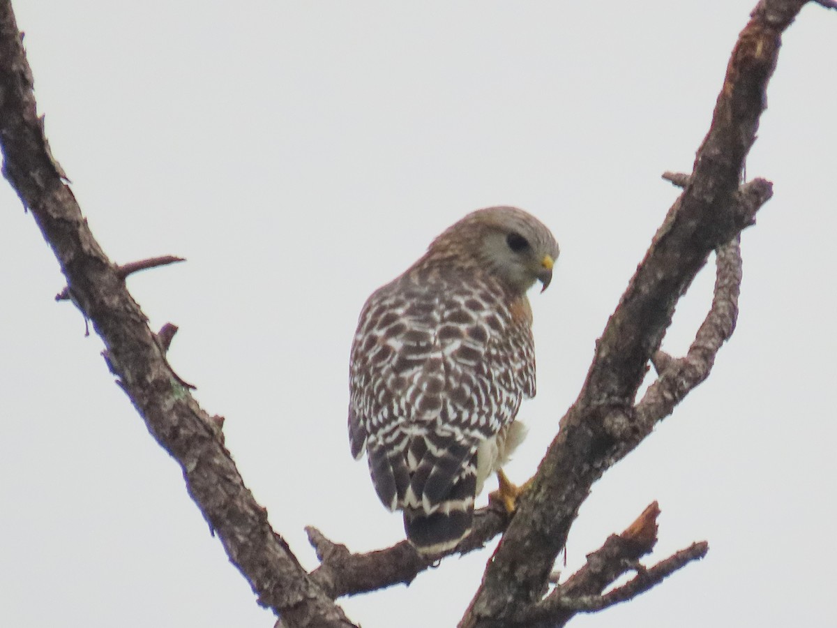 Red-shouldered Hawk - ML643275744