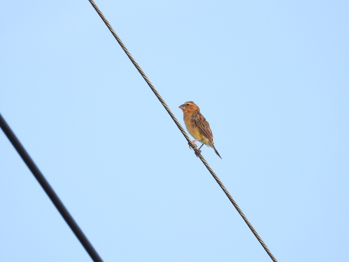 Asian Golden Weaver - ML643275747
