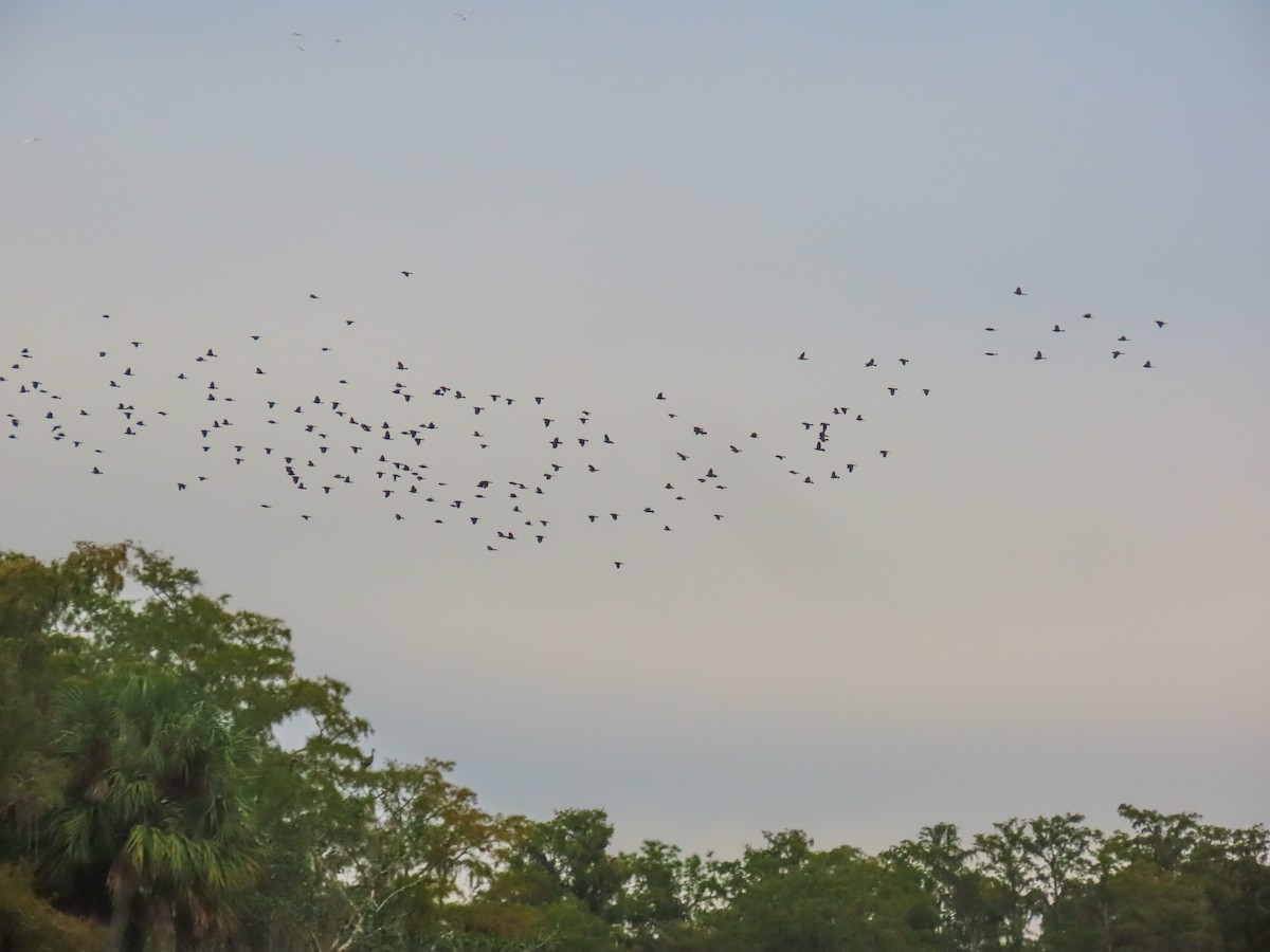 Common Grackle - ML643275749