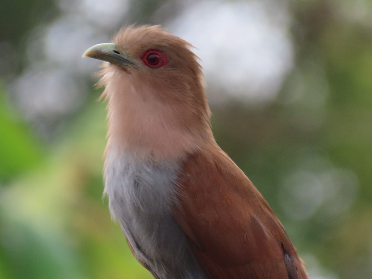 Squirrel Cuckoo - ML643275752