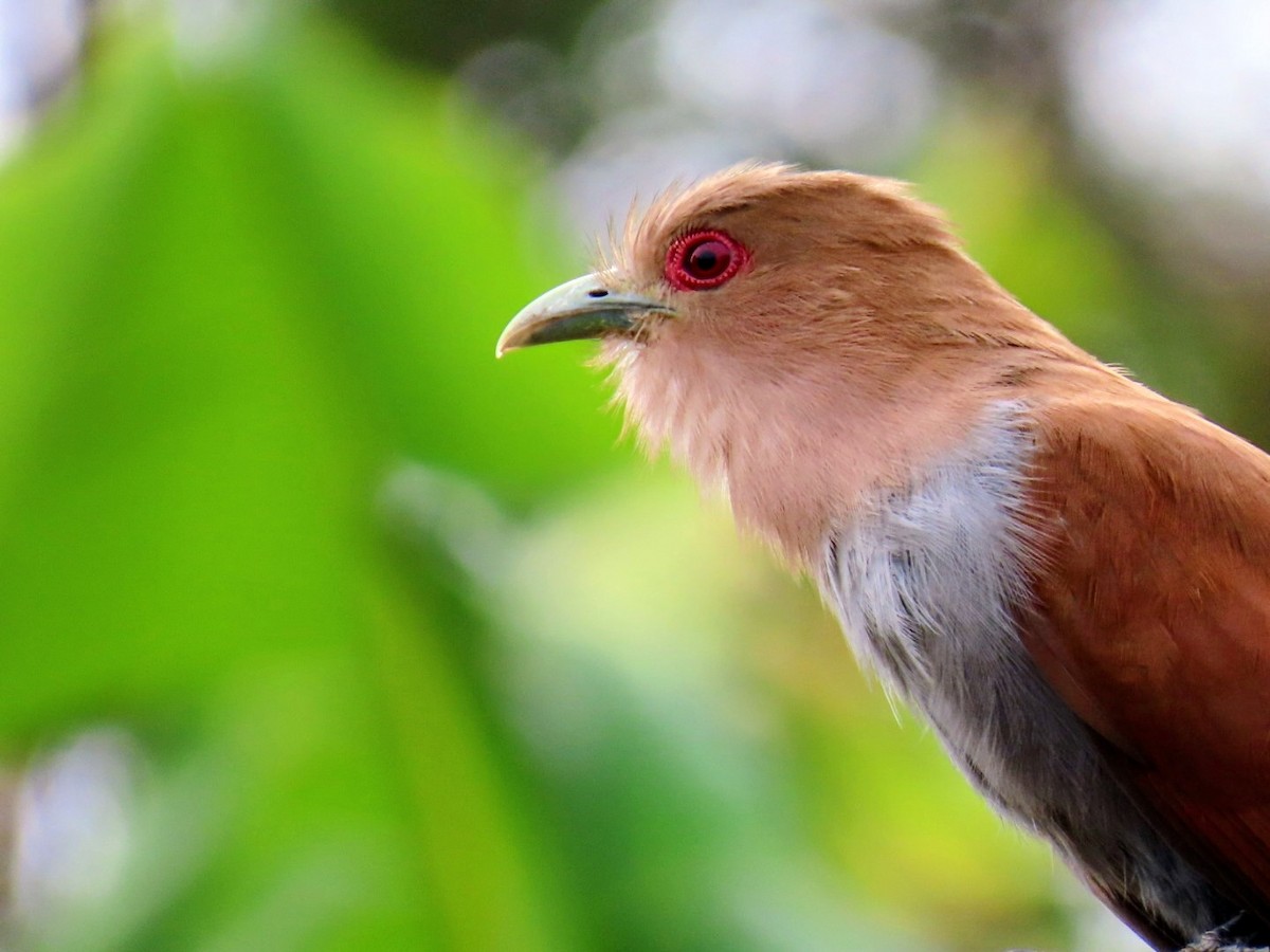 Squirrel Cuckoo - ML643275753
