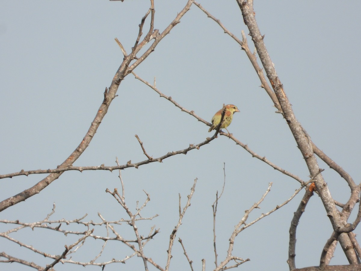 Plain-backed Sparrow - ML643275754
