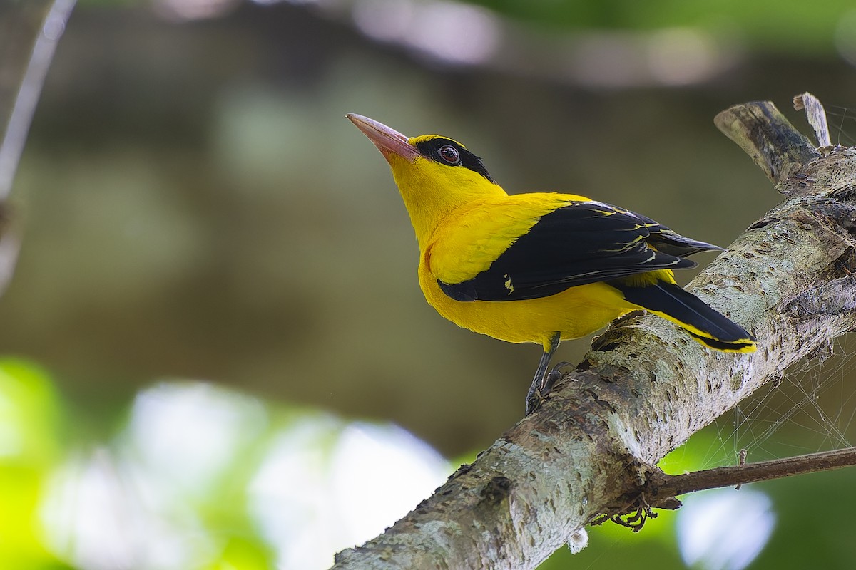 Black-naped Oriole - ML643275755
