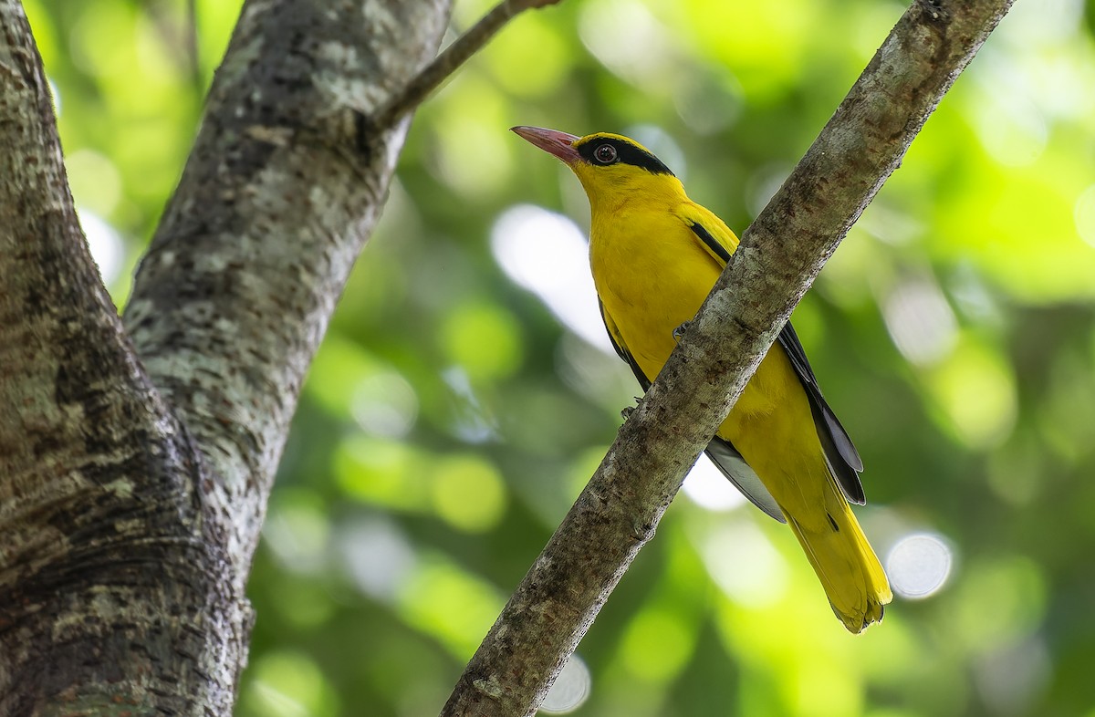 Black-naped Oriole - ML643275756