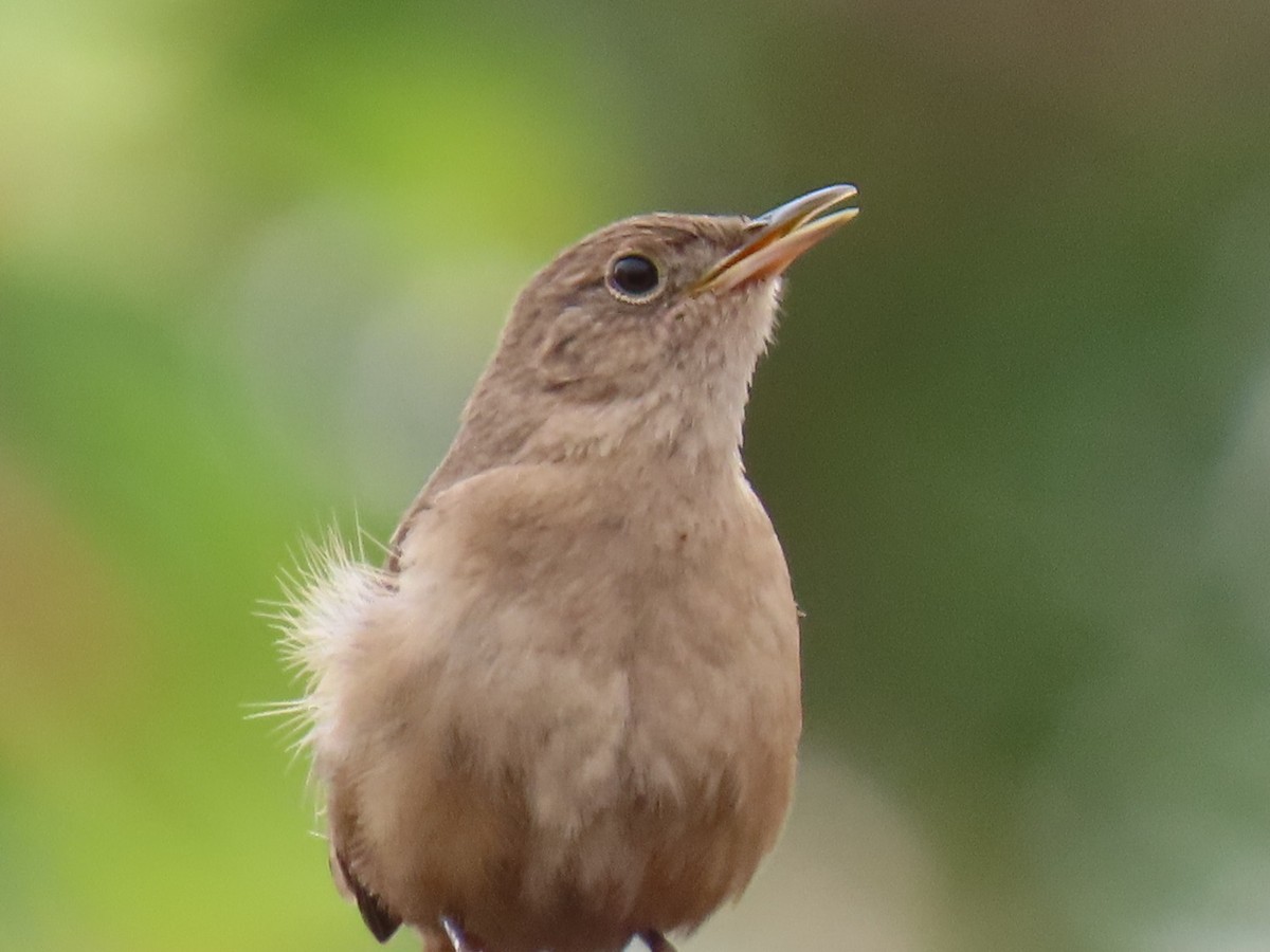 Southern House Wren - ML643275774