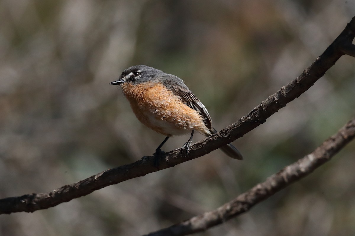 Gray-backed Tachuri - ML643275798
