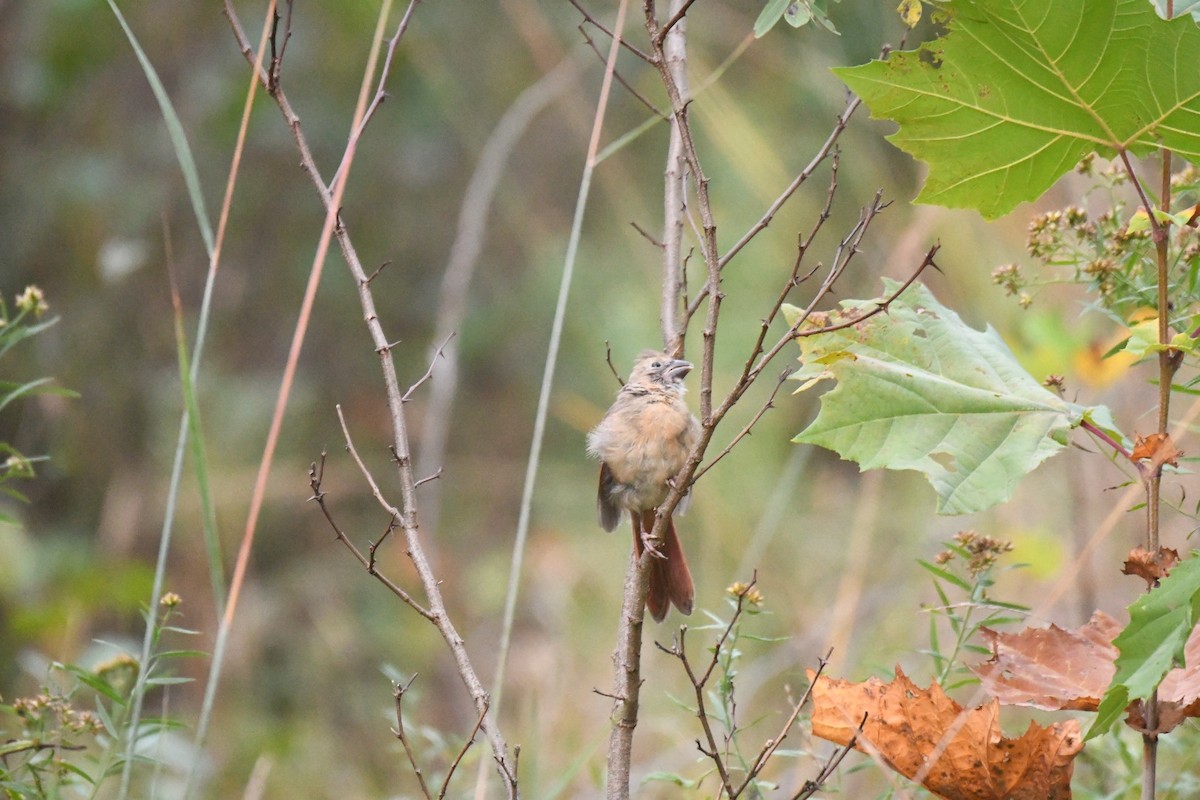Northern Cardinal - ML643275799