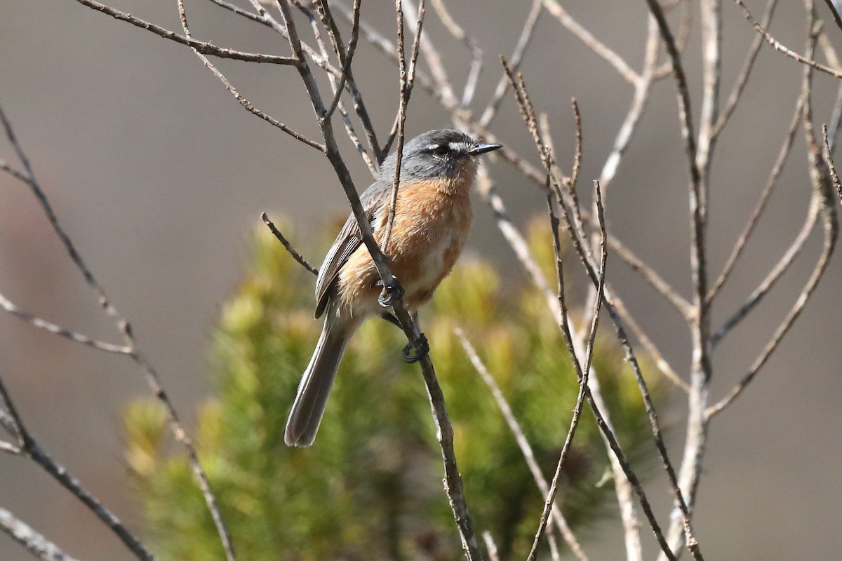 Gray-backed Tachuri - ML643275803
