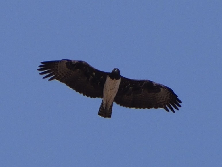 Martial Eagle - ML643275817