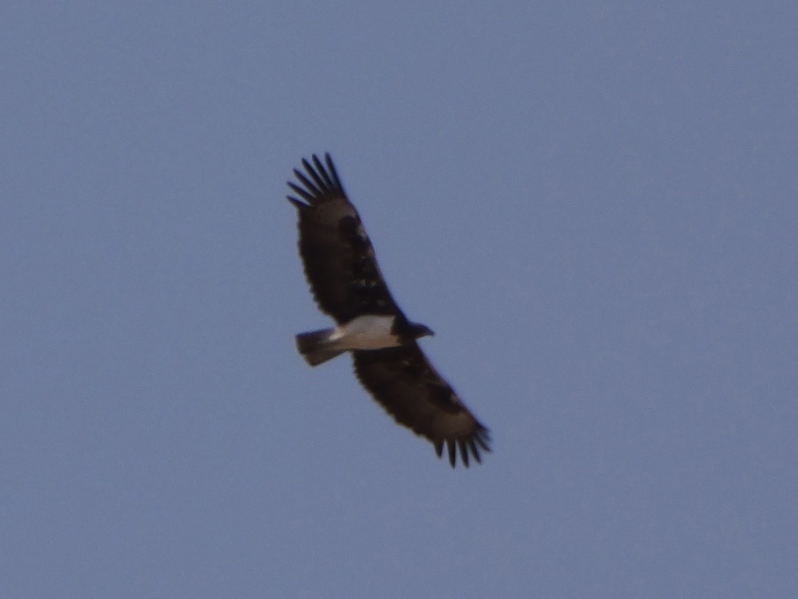 Martial Eagle - ML643275818