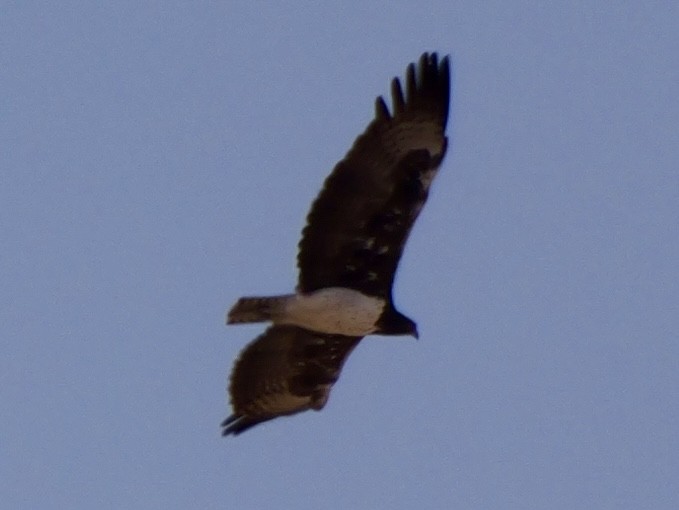 Martial Eagle - ML643275819