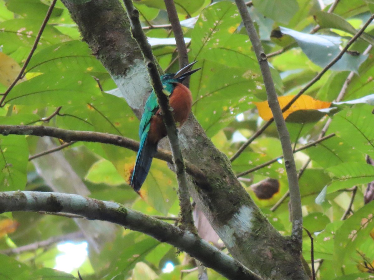 Great Jacamar - ML643275820