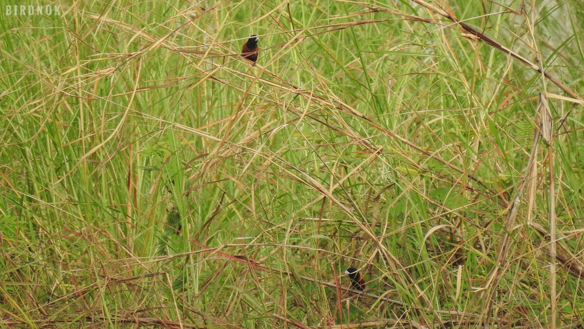 Chestnut Munia - ML643275822