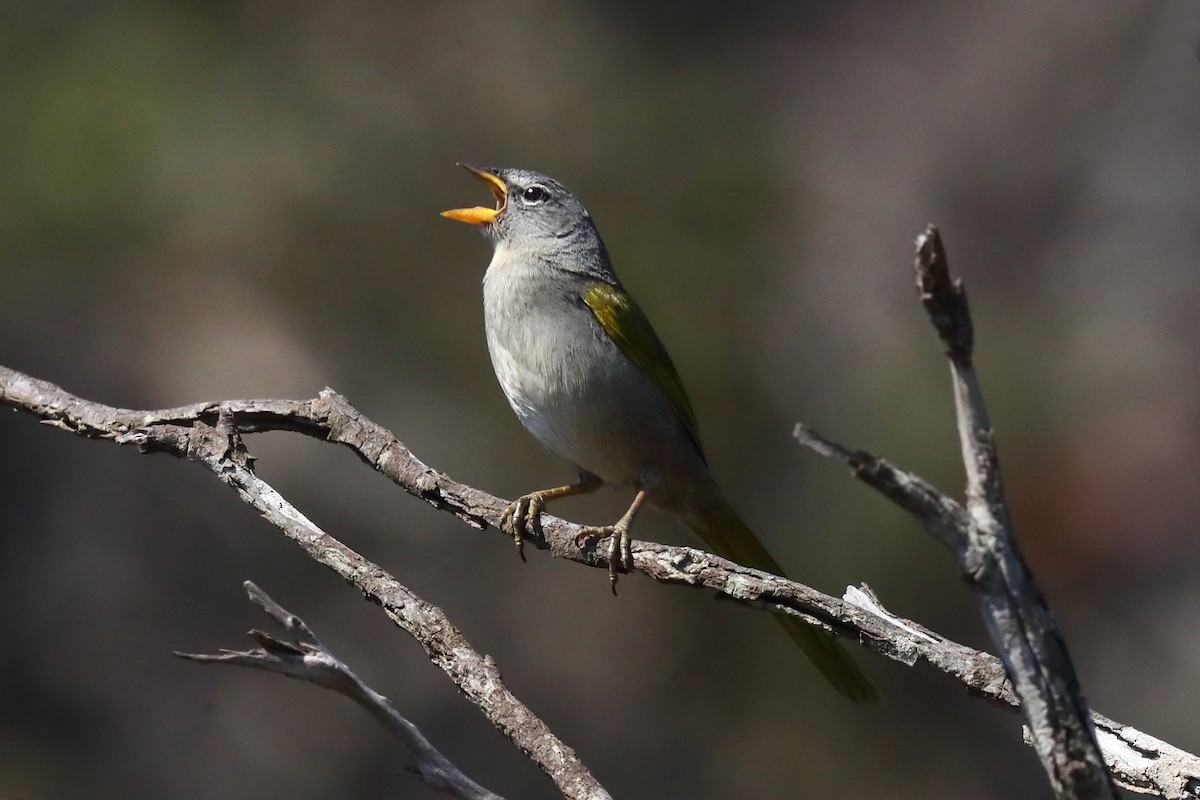 serraspurv - ML643275840