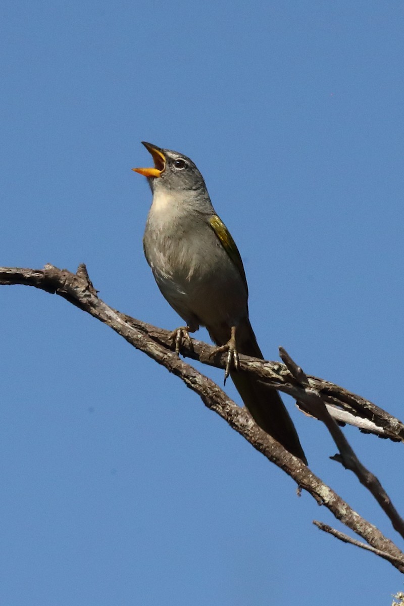 serraspurv - ML643275843